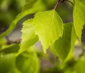 birch-2861811_640