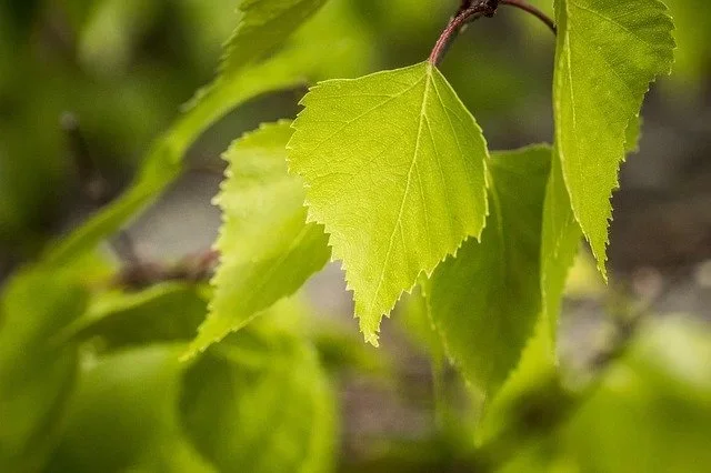 birch-2861811_640
