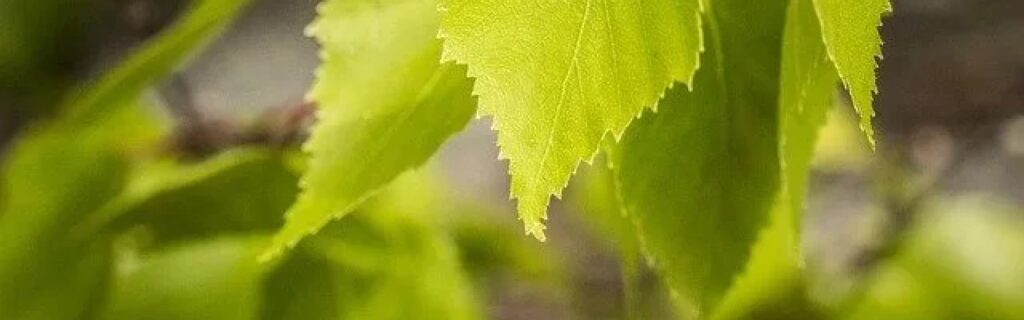 Des feuilles de bouleau