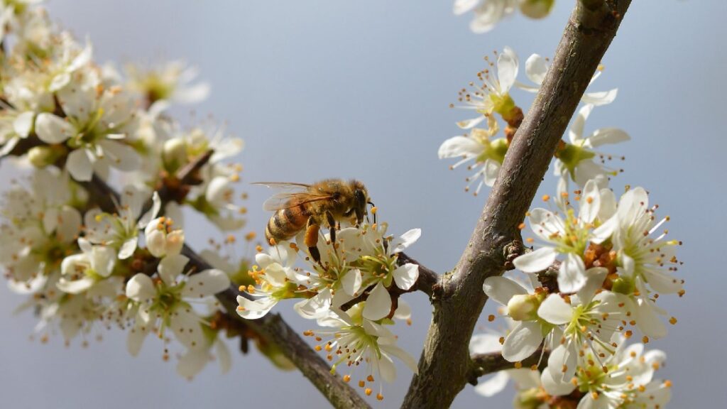 Bee Day