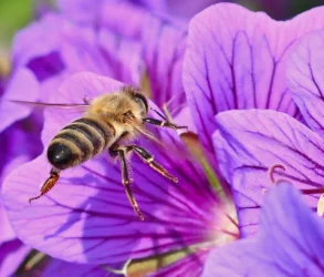 journee-mondiale-des-abeilles