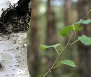 reveil-seve-de-bouleau